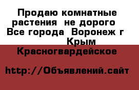 Продаю комнатные растения  не дорого - Все города, Воронеж г.  »    . Крым,Красногвардейское